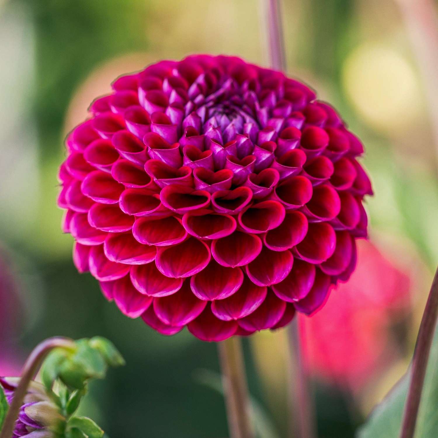 Daalia 'Jowey Arenda'